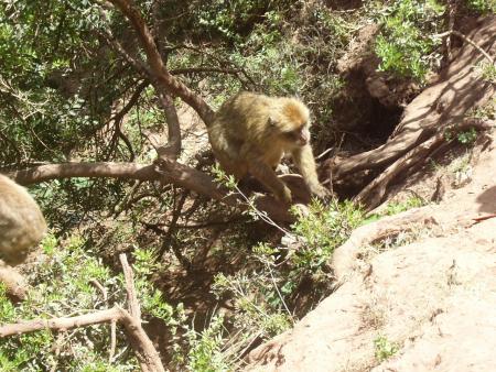 attention c un singe d'ozoud